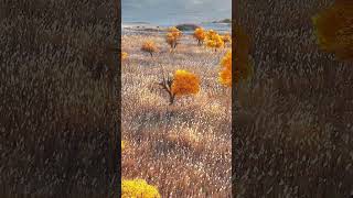 Healing Populus Euphratica Forest SouthXinjiangAutumnScenery [upl. by Allemac]