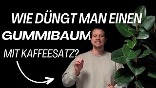 Deinen Gummibaum mit Kaffeesatz düngen Nachhaltig amp Günstig [upl. by Butte]