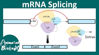 splicing mechanism and its importance overview  How does splicing happen  Molbio [upl. by Eirrac608]