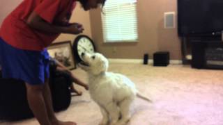 Goldendoodle Puppy 4 months old doing a few tricks [upl. by Ennagrom226]