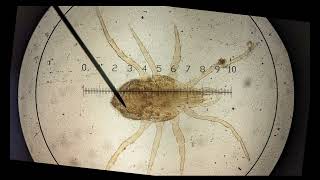 calibrating graticule OCR A ALevel Biology Revision  Module 2 Foundation in Biology [upl. by Shanly]