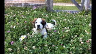 Saint Bernard Puppy Meets The Goats [upl. by Cyndi823]