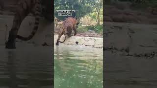 Tiger getting out of lake and roaring tiger youtubeshorts bigcat [upl. by Onafets]