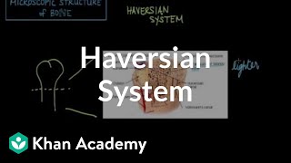 Microscopic structure of bone  the Haversian system  NCLEXRN  Khan Academy [upl. by Janie]