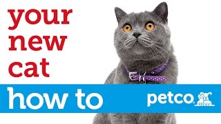 How to Care for Your New Cat Petco [upl. by Llennaj]