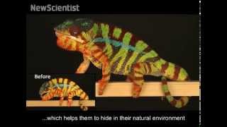 Chameleons use crystals to change colour [upl. by Tamah235]