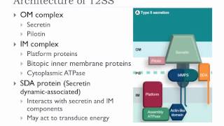 Bio305 2012 Bacterial protein secretion overview lecture [upl. by Yelserp437]