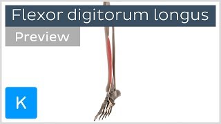 Functions of the flexor digitorum longus muscle preview  3D Human Anatomy  Kenhub [upl. by Jareb]