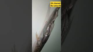 Jalla fish Cat fish Big jalla  see full body hunting hulchul channel [upl. by Atterahs]