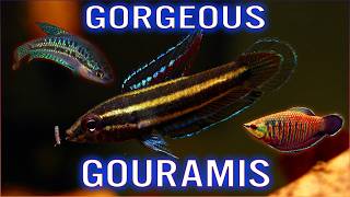 12 Beautiful Gourami Fish for Your Collection [upl. by Greenwald]