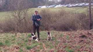 Gundog demo 1 [upl. by Nicholl]