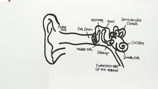 Ear Diagram drawing in easy way  How to Draw Human Ear Anatomy Step by Step for beginners [upl. by Swan]