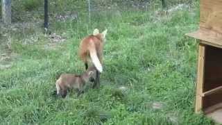 Watch Baby Maned Wolves Grow Up [upl. by Garett]