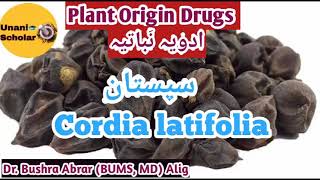 Sapistan  سپستان Cordia latifolia Plant Origin Drug Mufradat lecture with slide presentation [upl. by Euqinot182]