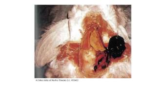 Fatty Liver Hemorrhagic Syndrome in Poultry [upl. by Nnyletak]