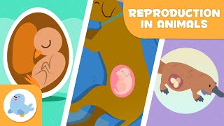 REPRODUCTION IN ANIMALS 🐶🐦 SEXUAL and ASEXUAL 🥚🤰🏻 OVIPAROUS VIVIPAROUS OVOVIPAROUS [upl. by Dygal]