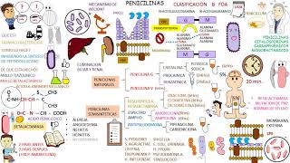 Farmacologia Antibioticos PENICILINAS [upl. by Fritze]