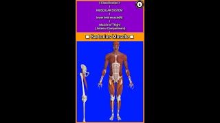 Sartorius MuscleOriginInsertion3D Actionmuscle of thigh gluteus vastus iliopsoas [upl. by Yar313]