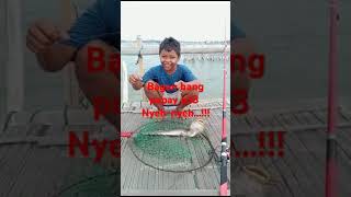 Strex ikan sumbilang nyehnyeh mancingumpanudangkupas mancing fishing [upl. by Kondon]