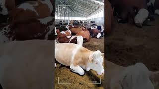 🔴 SIMMENTAL CATTLE ✅ Biggest Bulls And Cow [upl. by Adair]