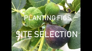 Fig Tree SITE SELECTION for COLD Climates Zones 678 [upl. by Nolaf]