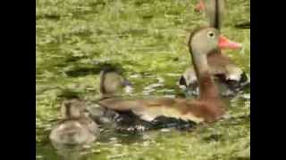 RedBilled BlackBellied Whistling Duck With Baby Ducklings [upl. by Ardnekan]