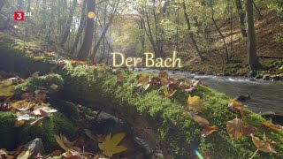 Der Bach  Doku HD [upl. by Ynattirb]