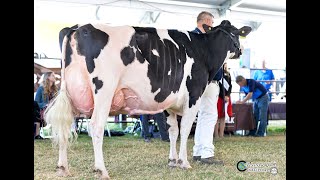 Western Fall National Holstein Cows 2018 [upl. by Mart]