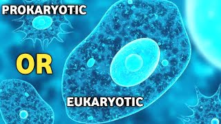 Is Amoeba Prokaryotic OR Eukaryotic Cell [upl. by Nylirrehs676]