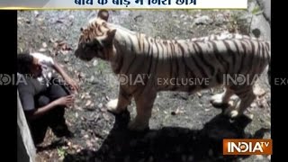 Exclusive Footage Youth Killed By Tiger In Delhi Zoo  India TV [upl. by Yrollam]