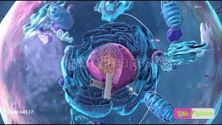 difference between prokaryotes and eukaryotes [upl. by Spence]