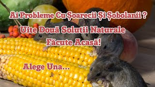 Scapă De Șoarecii și Șobolanii Două Soluții Naturale Făcute Acasă Fără Pesticide [upl. by Conti]