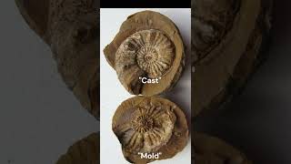 What Is A Fossil science geology facts foryou paleontology fossil rockhounding shorts love [upl. by Annalise]