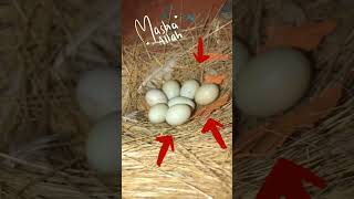 Finches nest view 🥚  Zebra finch egg  Zebra finch breeding  finch finches birds bird shorts [upl. by Eelanej]