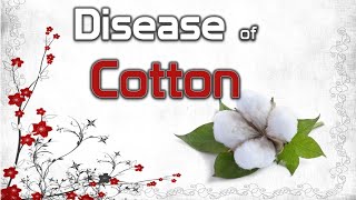 Diseases of Cotton  Anthracnose Black Arm Fusarium and Verticillium Wilt [upl. by Eiramait952]