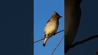 Cedar Waxwing birds wildlife [upl. by Anehta150]