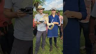 Golden Cobra Highly Venomous Snake of India youtubeshorts shortsvideo trending [upl. by Pier]