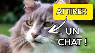 Bruit de Chat pour Attirer un Chat GARANTIE Miaulements pour attirer un chat [upl. by Strickler]