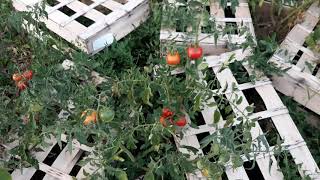 Tomates sous cagette [upl. by Hannah]