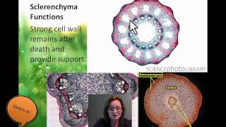 Plant cell Types [upl. by Barney]