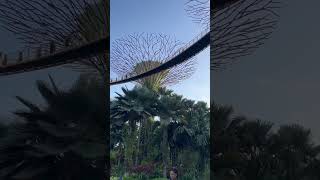 Gardens by the Bay Singapore gardensbythebay singapore shorts travel travelguide [upl. by Sorci]