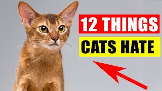 12 Things Cats Hate the Most [upl. by Houser]