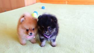 Female Pomeranian Puppies for Sale [upl. by Amble122]