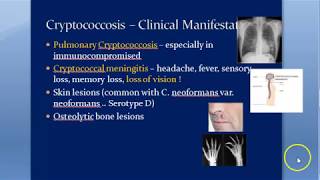 Microbiology 588 a Cryptococcus neoformans Cryptococcosis Cryptococcal meningitis Mycology Gattii [upl. by Ayekram]