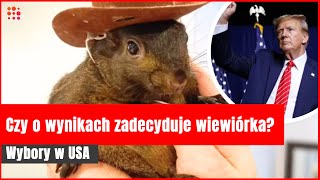 Wybory w USA Czy o wynikach zadecyduje wiewiórka  Gazetapl [upl. by Samid]