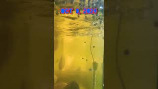 Midas Cichlids about 3 Years 1 Month old here BabyFishshorts [upl. by Ettelocin437]