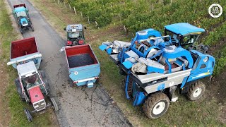 VENDANGES 🍇 Du champ au chai  Domaine Angelliaume  New Holland  Massey [upl. by Anyaj]