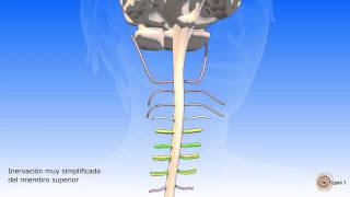 La médula espinal y los nervios raquídeos [upl. by Riesman838]
