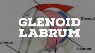 Glenoid labrum [upl. by Otrebireh256]