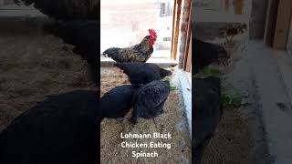 Lohmann Black chicken Eating Spinach lohmanbrown egglaying layingegg lohmannblack birds [upl. by Tarsuss]